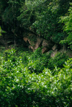 Load image into Gallery viewer, The first batch of national intangible cultural heritage Wuyi rock tea (Dahongpao) production skills inheritor: "Special Grade Handmade Ma Tou Yan Rou Gui" by Mr. Wang Guoxing: