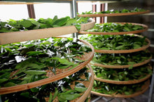 Load image into Gallery viewer, Limited Time Event: Buy 1 Get 1 Free. 2020 Ecological Gao Cong Shui Xian(高枞水仙)