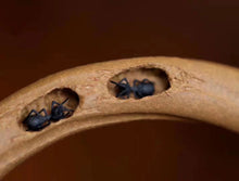 Load image into Gallery viewer, Lifting beam pumpkin teapot/pumpkin teapot