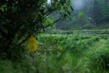 Load image into Gallery viewer, Zheng Yan Lotus Peak "Ruixiang"