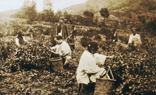 Load image into Gallery viewer, 往事如煙/2006 Traditional Smoked Black Tea