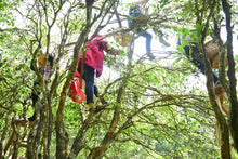 Load image into Gallery viewer, Lao Xian  Weng Dancong/老仙翁单丛