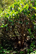 Load image into Gallery viewer, Long Xu Tea (Lao Cong Shui Xian)