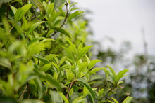 Load image into Gallery viewer, “SNOW FLAKES”Phoenix dancong oolong/“雪片”