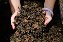 Load image into Gallery viewer, 2015 Wilderness Old White Tea Shou Mei