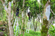 Load image into Gallery viewer, Lao Cong Wu Dong PeachFragrant Dan Cong