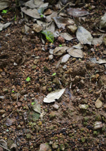 Load image into Gallery viewer, Wuyi Rock Tea Zheng Yan “Bi Shi Yan Rou Gui”