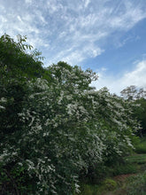 Load image into Gallery viewer, 2020 Grand Prize Shui Xian You Lan Lu Xiang(幽蘭露香)