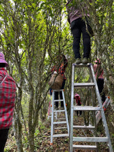 Load image into Gallery viewer, Phoenix Single Cong: Lao Cong Duck Feces Fragrance "Silver Flower Fragrance"