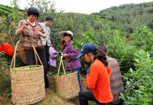 Load image into Gallery viewer, Limited Time Event: Buy 1 Get 1 Free. 2020 Ecological Gao Cong Shui Xian(高枞水仙)