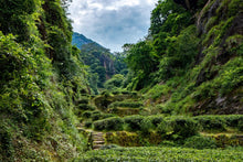 Load image into Gallery viewer, Bamboo Nest Rou Gui /竹窠肉桂