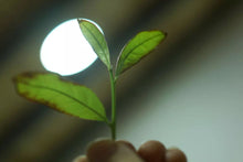 Load image into Gallery viewer, Heaven's Waist - 半天腰(Ban Tian Yao)50g