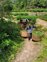 Load image into Gallery viewer, Limited Time Event: Buy 1 Get 1 Free. 2020 Ecological Gao Cong Shui Xian(高枞水仙)