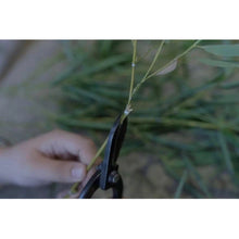 Load image into Gallery viewer, new Year's gift Bamboo Cha Zhen(One per person)