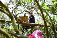 Load image into Gallery viewer, Lao Xian  Weng Dancong/老仙翁单丛