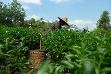 Load image into Gallery viewer, 2022 new variety of rock tea: Return of Spring(春闺)