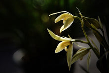 Load image into Gallery viewer, yellow tea “TaXueLanFei”