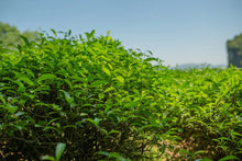 Load image into Gallery viewer, 2022 new variety of rock tea: Return of Spring(春闺)