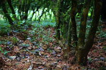 Load image into Gallery viewer, Special Grade Handmade Hui Yuan Keng Gao Cong Shui Xian