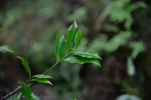 Load image into Gallery viewer, Oolong Tea "Phoenix Dancong Osmanthus Fragrance"桂花香单丛