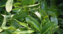 Load image into Gallery viewer, 2022 Daxueshan Ancient Tree Tea/Puer Sheng Tea