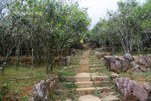 Load image into Gallery viewer, An Jiao Mi Lan Xiang /庵角蜜兰香