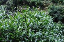 Load image into Gallery viewer, Wuyi Mountain Rock Tea • Shui Lian Dong Zheng Yan Rou Gui/“笑纳”水帘洞正岩肉桂