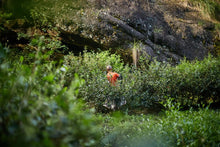 Load image into Gallery viewer, Special Grade Handmade Hui Yuan Keng Gao Cong Shui Xian