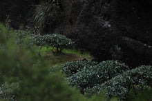 Load image into Gallery viewer, 2021 Peach Fragrance Da Hong Pao ( 桃香大红袍 )