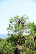 Load image into Gallery viewer, Lao Cong Wu Dong PeachFragrant Dan Cong