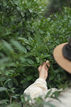 Load image into Gallery viewer, A Letter from the Deep Mountains | 2025 Tongmuguan Wild Black Tea Launches
