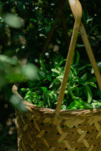 Load image into Gallery viewer, Zhang Tang Jian Qi Zhong Clouds Rest on Emerald Shades — The Cool Elegance of Huiyuan Valley Rock Tea Limited Release: 2025 Authentic Wuyi Heirloom Tea from Tong Xin She Tea House 章堂涧奇种 · 雲栖翠影

