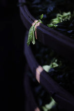 Load image into Gallery viewer, 2008 Fuding Old White Tea.
