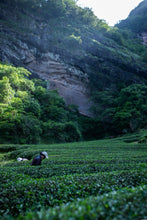 Load image into Gallery viewer, Tongxinshe Teahouse Limited Release | Explore the Century-Old Charm of Wuyi Rock Tea &quot;White Peony&quot; from Matouyan Shuidongkou

