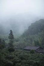 Load image into Gallery viewer, Tongxin She · Tea Origin Exploration | 2026 Tongmuguan Floral Black Tea "Peach Blossom" 桃之夭夭Limited Sample · Free Tasting
