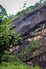 Load image into Gallery viewer, Tracing the Flavor of Wuyi Rock Tea: 2024 The Past and Present of Yan Ru
