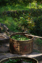 Load image into Gallery viewer, Concentric House Teahouse's Quest for Wuyi Rare Cultivar: Zui Gui Ji

