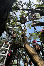 Load image into Gallery viewer, Tongxin She Teahouse | Ancient Tree Niaozui from Shitoujiao, Wudong — Embrace the Mountain Spirit, Taste the Millennia-old Charm古树鸟嘴单丛
