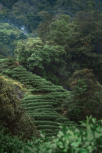 Load image into Gallery viewer, 2025 Tongxinshe Teahouse Presale Launch: &quot;Golden Key&quot;/金钥匙, A Rare Wuyi Rock Tea Variety – Savoring the Essence of Rock and Floral Aroma in Every Sip
