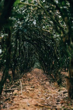 Load image into Gallery viewer, Tongxin She New Release | Orchid Above the Rocks(岩上幽兰)

Pure Qian Li Xiang from Water Curtain Cave – Qishan, Wuyi Rock Tea  Limited to 15kg | For Tea Lovers Who Prefer High-Fragrance Teas
