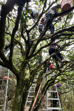 Load image into Gallery viewer, Tongxin She Teahouse | Ancient Tree Niaozui from Shitoujiao, Wudong — Embrace the Mountain Spirit, Taste the Millennia-old Charm古树鸟嘴单丛
