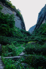 Load image into Gallery viewer, The Name of Da Hong Pao: A Taste of 2025 Pure Qidan from Tongxinshe Teahouse奇丹
