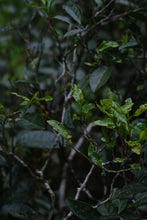 Load image into Gallery viewer, A Letter from the Deep Mountains | 2025 Tongmuguan Wild Black Tea Launches
