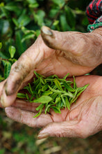 Load image into Gallery viewer, Tongxin Tea House March Trip to Yixing | Tasting the First-Pick Yangxian Xueya,The Spring Freshness Hidden in the Capital of Zisha
