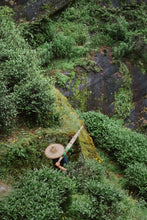 Load image into Gallery viewer, 2025 Tongxinshe Teahouse Presale Launch: &quot;Golden Key&quot;/金钥匙, A Rare Wuyi Rock Tea Variety – Savoring the Essence of Rock and Floral Aroma in Every Sip
