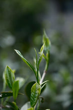 Load image into Gallery viewer, Tongxin She Teahouse | 2026 Tongmu Guageng · Tongmu Lanyun Wild Black Tea桐木兰韵。
