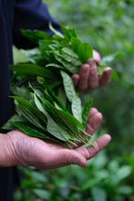 Load image into Gallery viewer, Tongxin She 2026 Tongmuguan Old-Clump Black Tea New Launch | Bearing Mountain Bones, Sipping Years, One Brew Reveals Tongmu 老枞红茶
