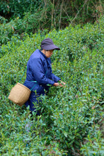 Load image into Gallery viewer, Tongxin She Teahouse: In Search of the Lost Supreme Biluochun
