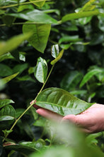Load image into Gallery viewer, 2025 Tongxinshe Teahouse Tribute Da Hong Pao &quot;Anxiang (Hidden Fragrance)&quot; Makes a Grand Debut
