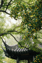 Load image into Gallery viewer, Autumn Limited 2026 · Osmanthus-scented Jiuqu Hongmei桂花九曲红梅/Limited complimentary sample sharing

